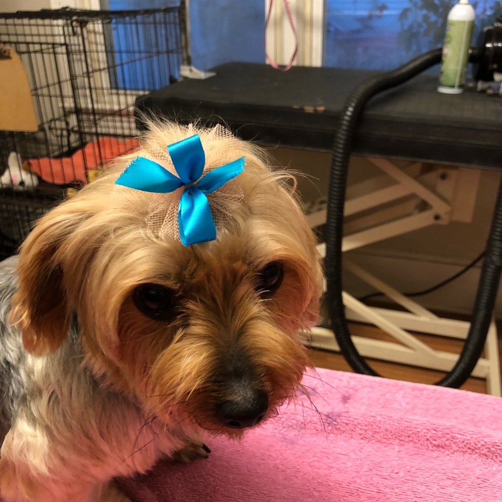 Meet your Posher, Jamie